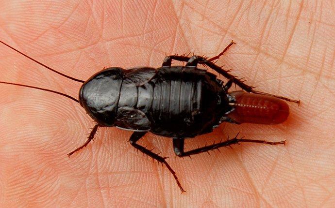 oriental cockroach on hand