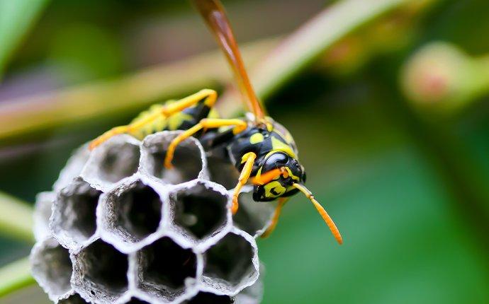 wasp crawling on a nest