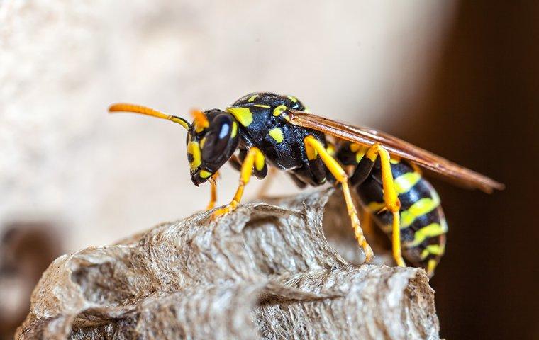 yellow wasp on a rock