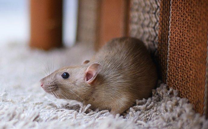 rat crawling in a home