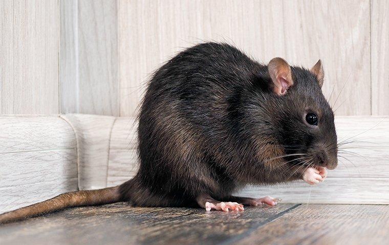 rat eating food in a house