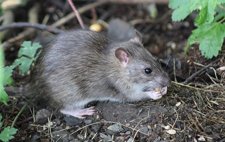 rat in a forest