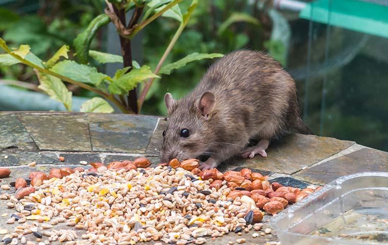 rat eating seeds on a table