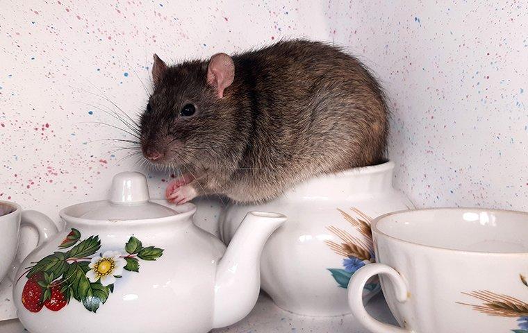 rat in a tea set
