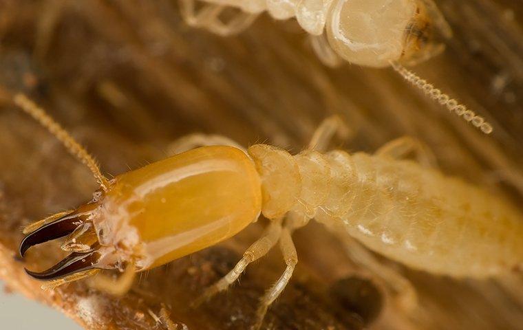 Subterranean Termites On Wood