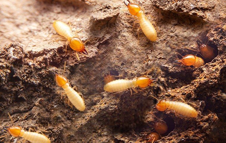 termites in a wood wall