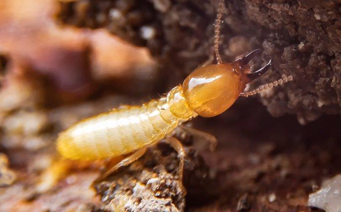 termite on a rock