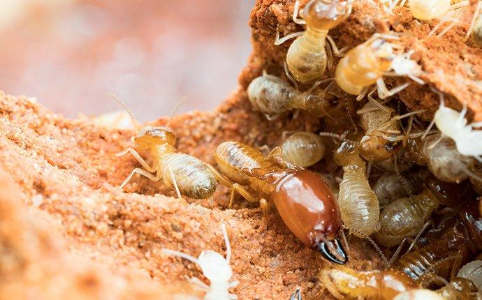 termites crawling on chewed up wood