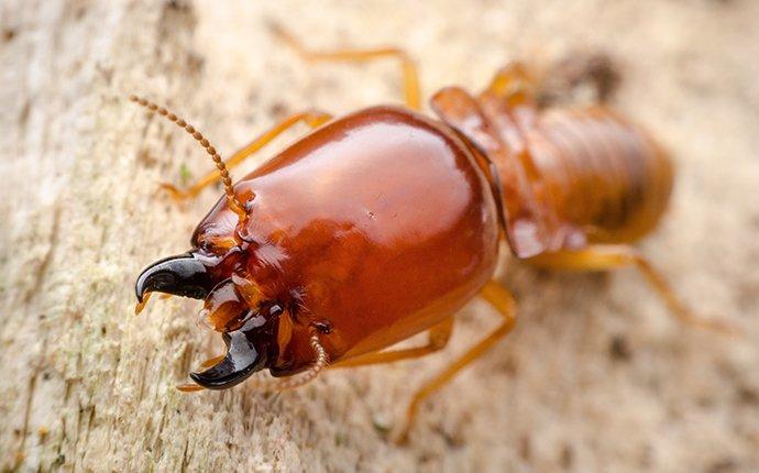 termite on wood