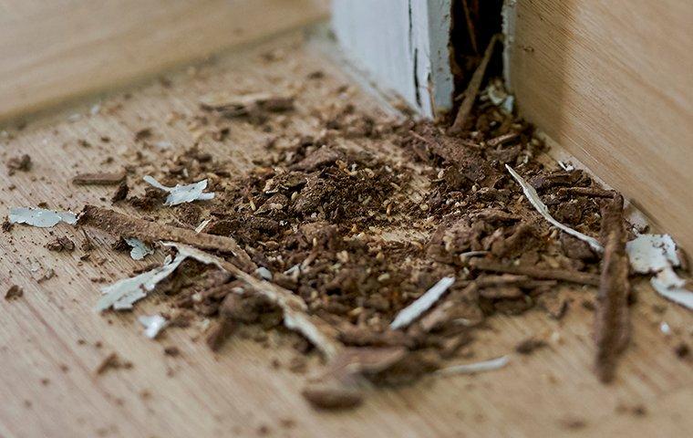 termite damage on a house