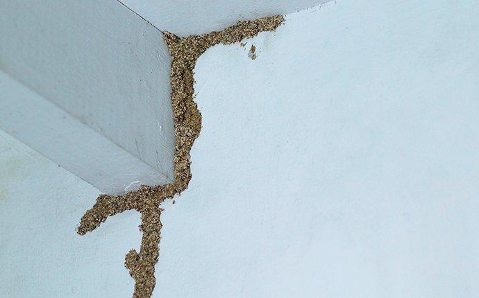 termite shelter tube infestation