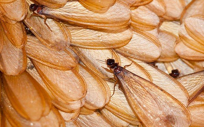 termite swarmers infestation