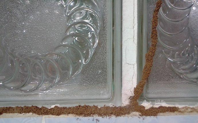 termite tubes on windows