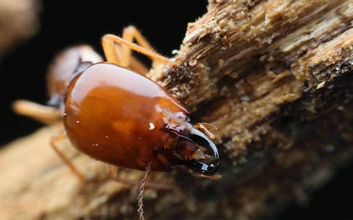 termite up close