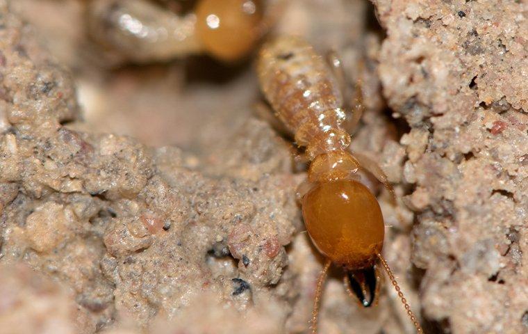 termite chewing on house