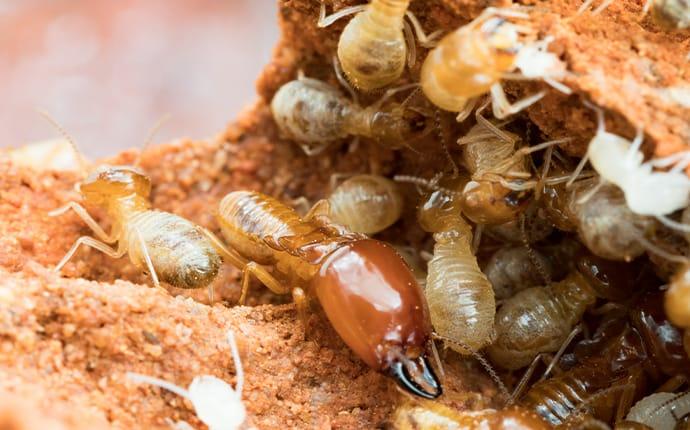 termites in a wall