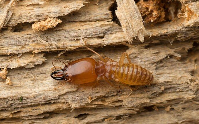 termite control on wood