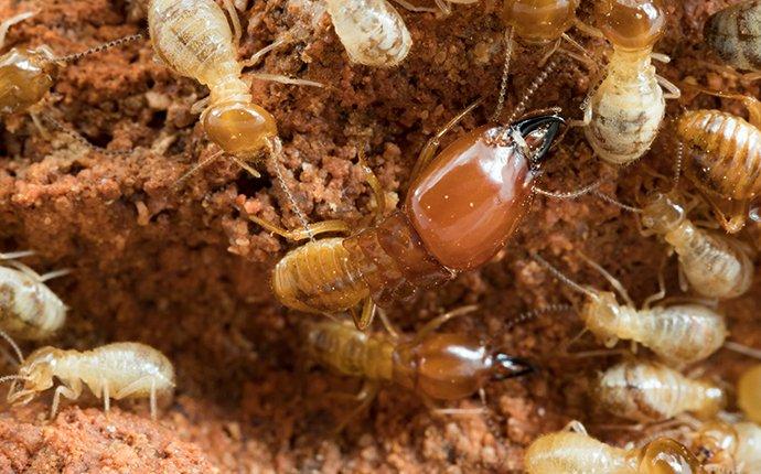 termites on wood