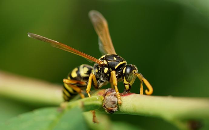 wasp on a stem