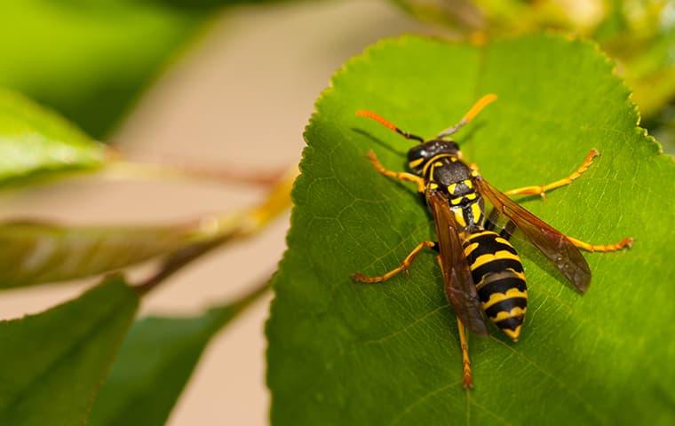 wasp on a leaf