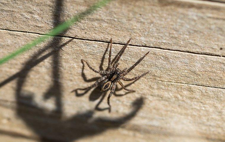 wolf spider on a deck