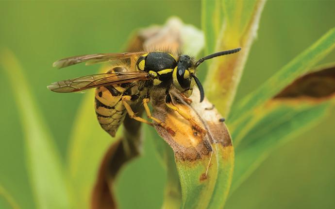 wasp on a leaf